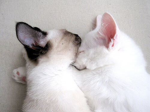 爱游戏电竞下载-失误致命：上海队20次失误葬送追分机会！，上海队比赛视频