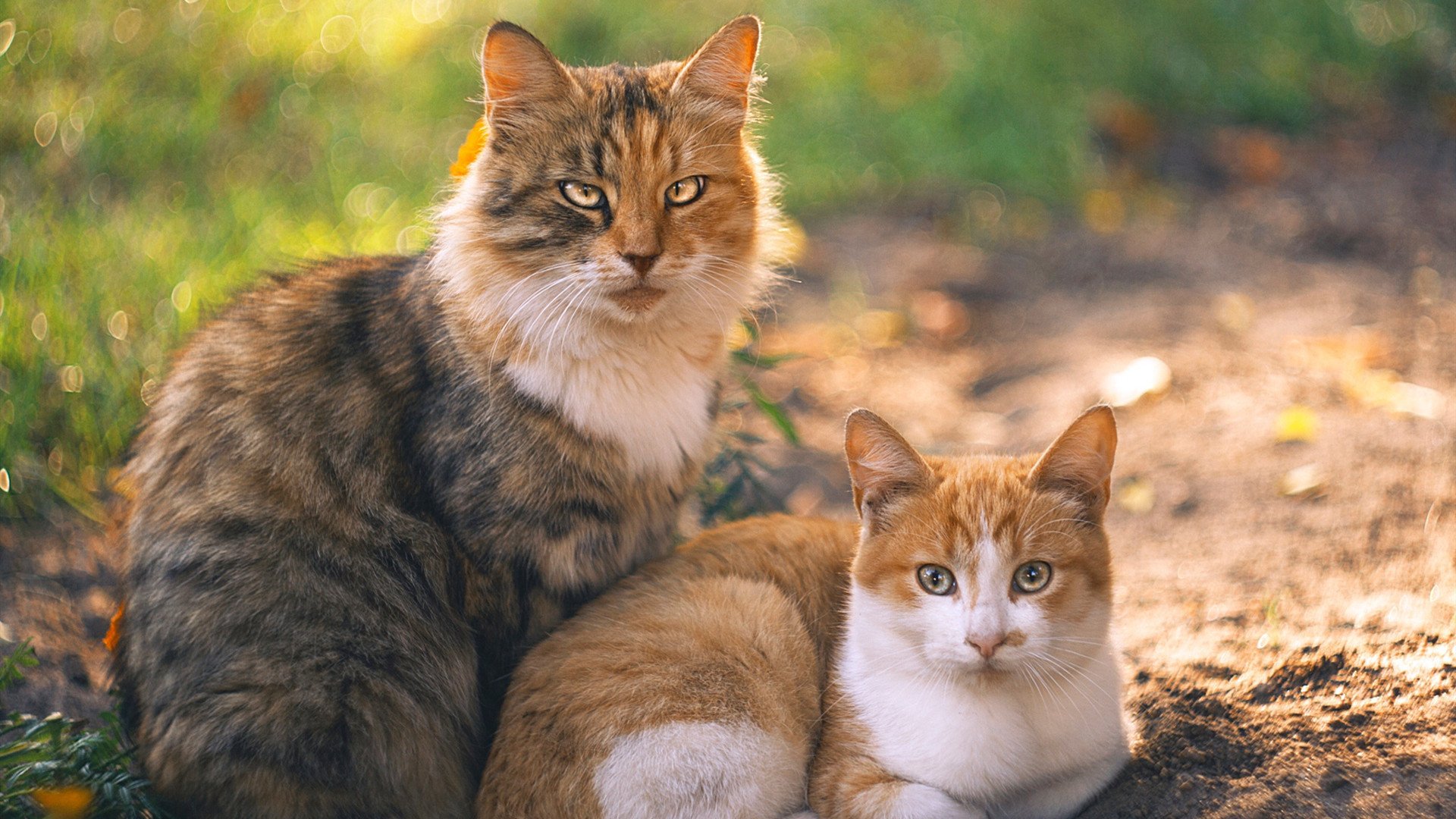 爱游戏官网-广东队青训营吸引众多青年球员，培养未来力量，广东青训俱乐部招生